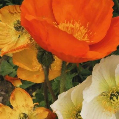 ROR体育官网登录入口app下载